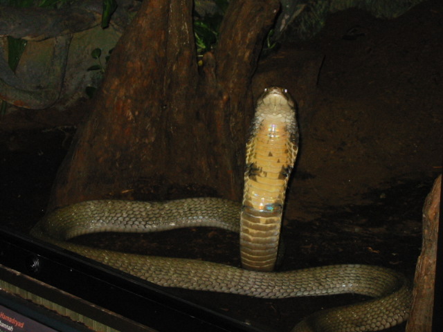 King Cobra1.jpg [87 Kb]